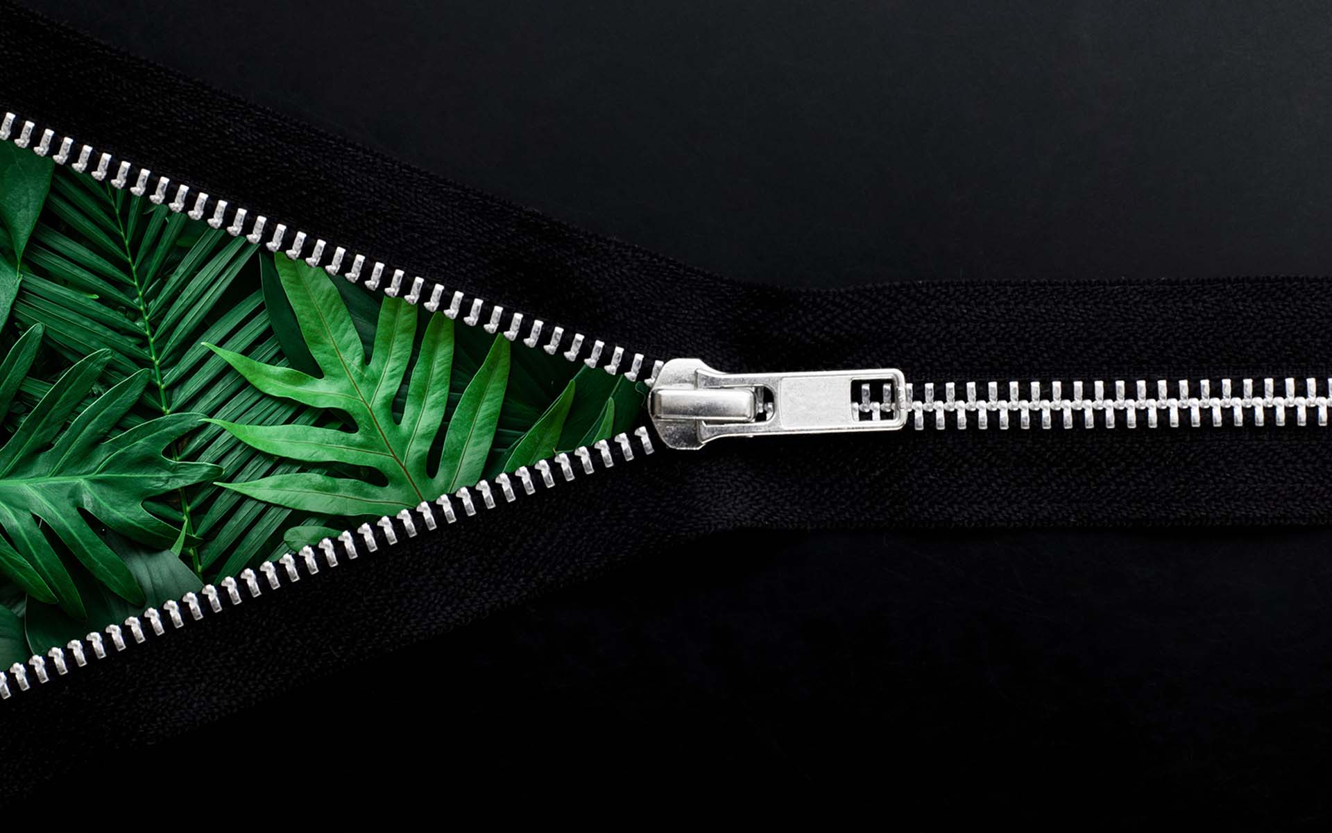 Silver metal zipper opening over green palm leaves on black tape